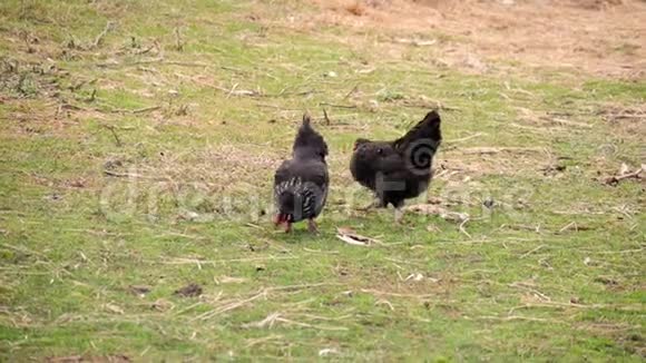 村内户外免费种鸡场一群鸡从草丛中的鸡笼里出来天然有机鸡视频的预览图
