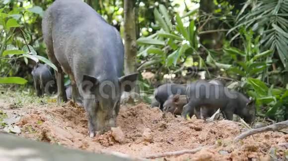 野猪与妈妈猪在泰国雨林丛林4K视频的预览图