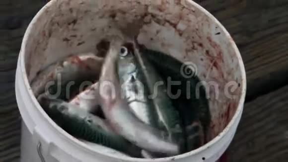鱼在锅里痛苦地喘气视频的预览图