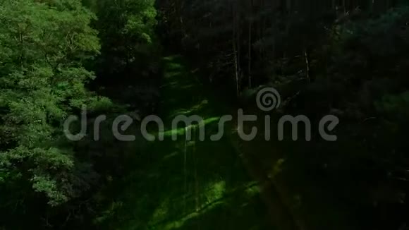 森林之路一架无人机在森林上空飞行视频的预览图