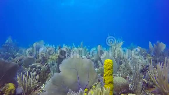 拉赖纳沙漠美丽的珊瑚礁视频的预览图