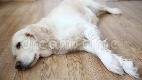 家庭中宠物的幸福生活一只快乐的丰满的狗一只金色的猎犬正在休息躺在厨房的地板上视频的预览图
