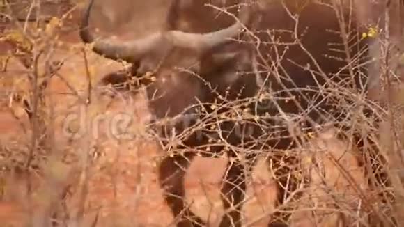 马迪奎游戏保护区的非洲水牛视频的预览图