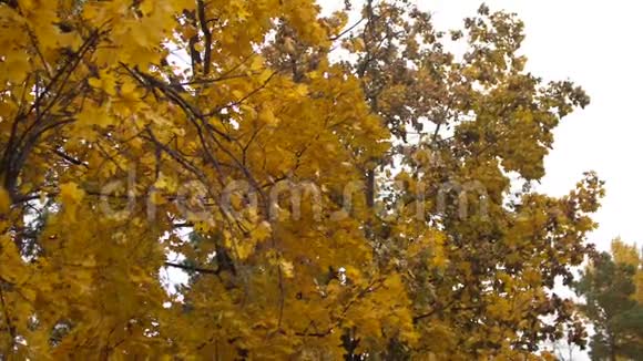 秋天的黄叶在风中摇摆慢动作视频的预览图
