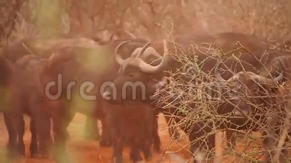 马迪奎游戏保护区的非洲水牛视频的预览图