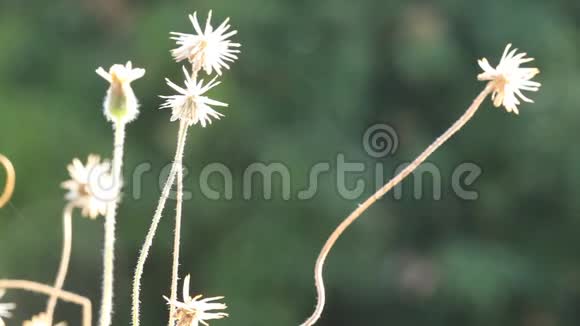考特顿墨西哥雏菊在大自然中绽放视频的预览图
