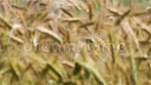 成熟的大麦视频的预览图