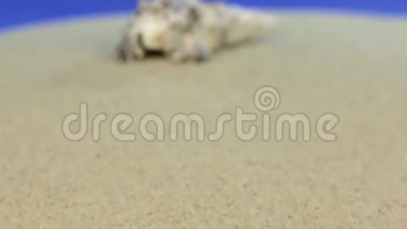 走近躺在沙滩上的贝壳特写视频的预览图