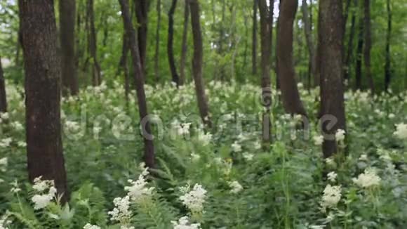 沼泽中草原上的草甸甜白花视频的预览图