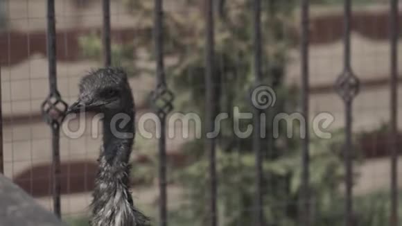 鸵鸟农场的小鸵鸟夏天鸵鸟农场里的小鸵鸟视频的预览图