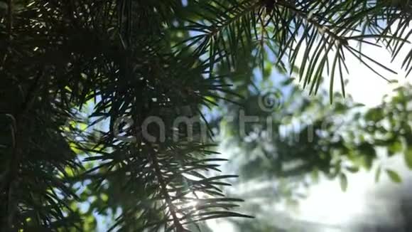 绿色的树枝映衬着白烟的特写视频的预览图