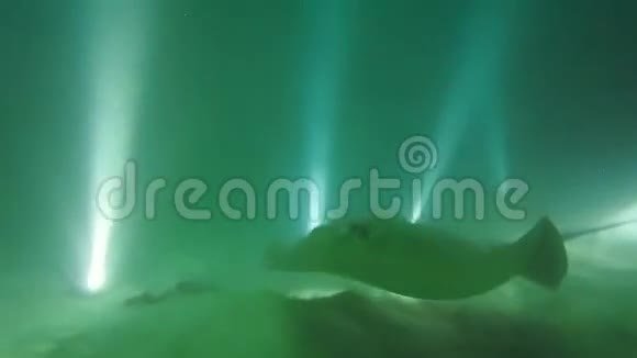 马尔代夫夜间大型黄貂鱼喂食视频的预览图