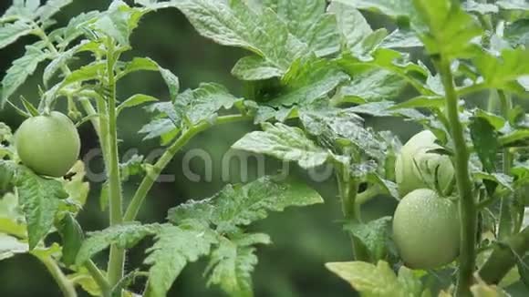 自家种植的番茄视频的预览图
