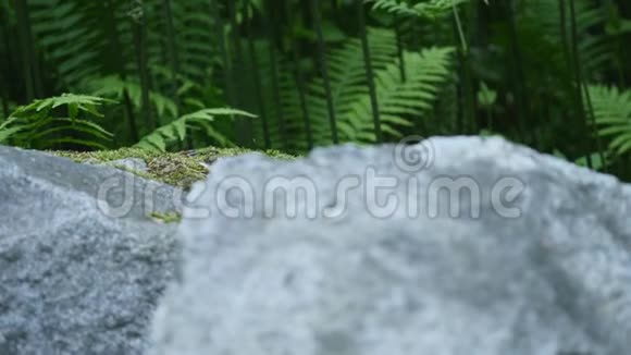 蕨类植物背景上的大石头视频的预览图
