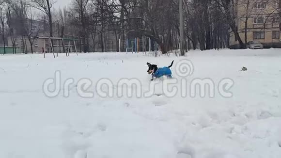 冬天一个小女孩在雪地里和一只狗玩视频的预览图