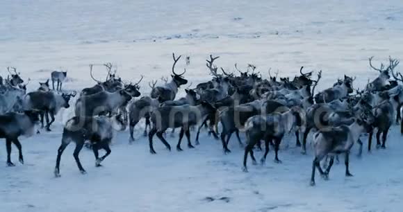 鸟瞰成群的驯鹿它们在冻土带的雪地上奔跑红色史诗慢动作4k视频的预览图