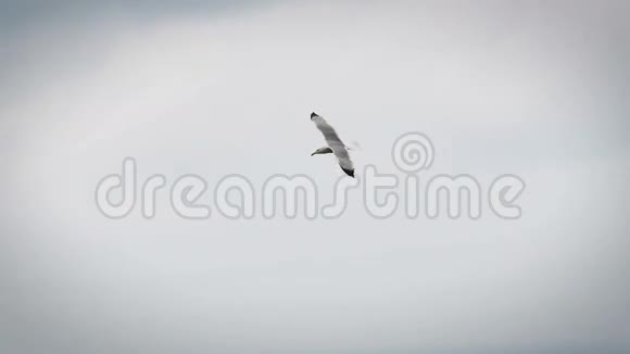 一只海鸥在天空中飞翔视频的预览图