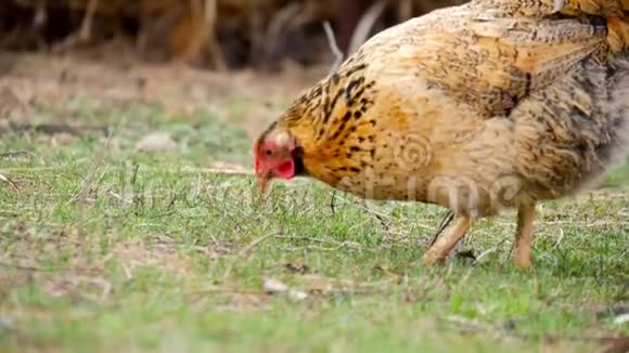 村内户外免费种鸡场一群鸡从草丛中的鸡笼里出来天然有机鸡视频的预览图