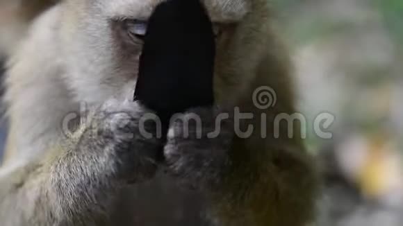 猴子吃水果猕猴关闭视频视频的预览图