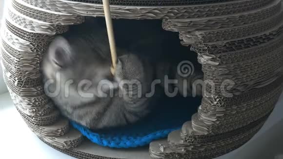 灰猫躺在宠物屋里玩和咬玩具木棍视频的预览图