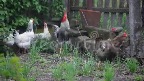 在村子里的汉斯和公鸡视频的预览图