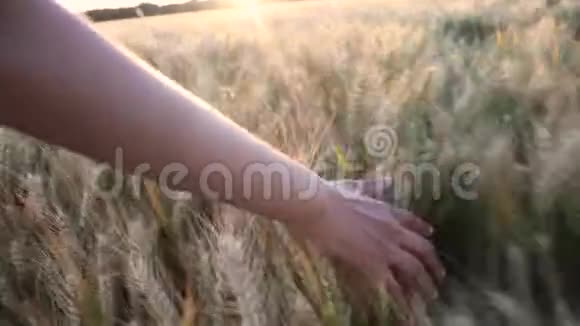 女青少年女孩在日落或日出时用手触摸大麦的顶端视频的预览图
