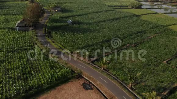 4K航空飞行无人机视频的年轻夫妇游客步行在玉米地巴厘岛视频的预览图