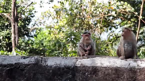 热带森林里的猴子视频的预览图