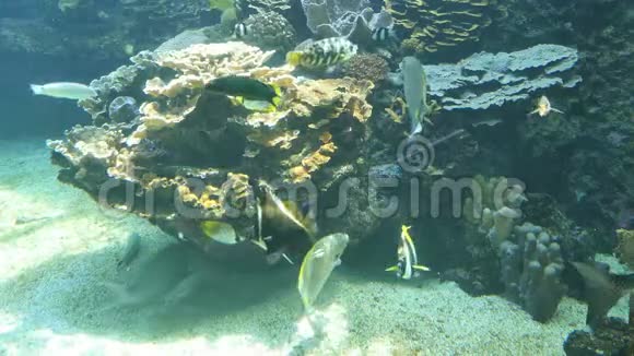 静态拍摄的鱼在水族馆游泳视频的预览图