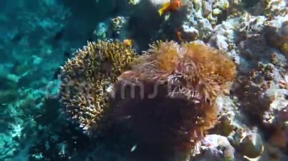 局部咸水鱼小丑鱼珊瑚礁视频的预览图