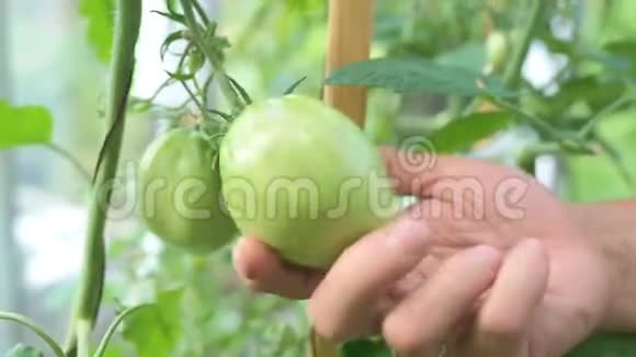 绿色未成熟生态天然番茄视频的预览图