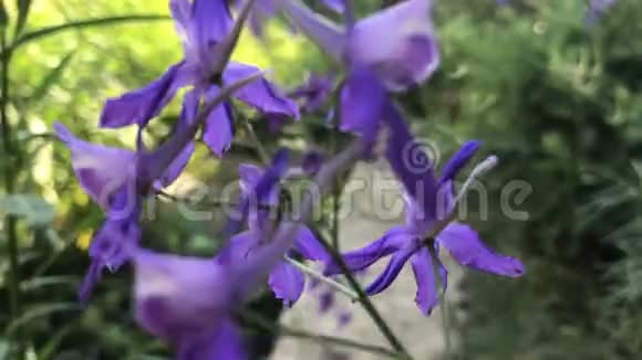 紫色小花在夏季生长在户外视频的预览图
