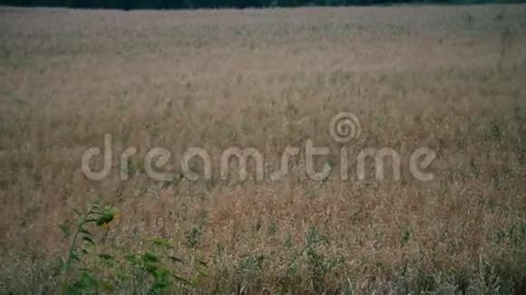 麦田被风抚过自然背景健康理念田间熟麦风浪视频的预览图