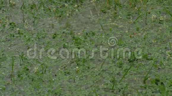 在绿色的三叶草草坪上撒满水视频的预览图
