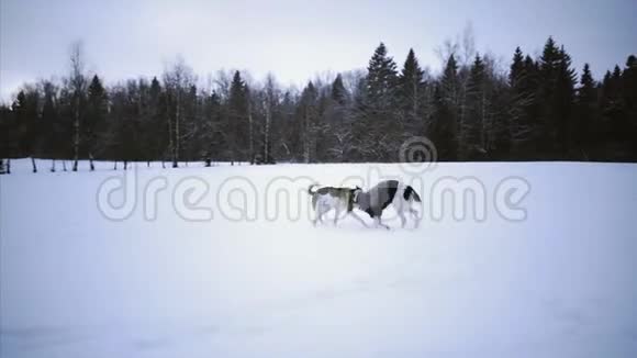 俄罗斯猎犬关于冬季自然视频的预览图