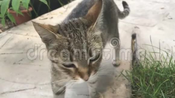 一只圆眼睛的猫穿过院子视频的预览图