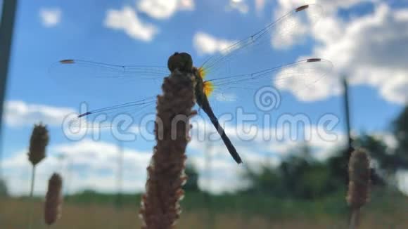 大而美丽的蜻蜓有着透明的翅膀在风中坐在花鸟上视频的预览图