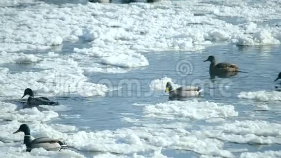 冬天鸭子在雪地里的水面上游泳视频的预览图