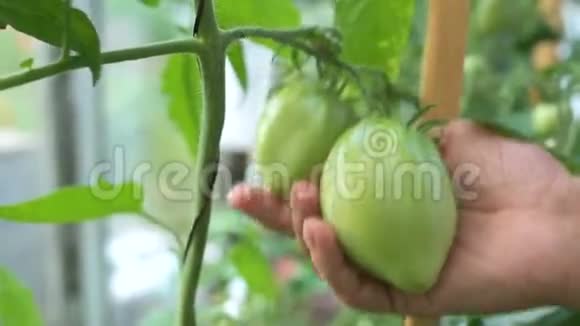 绿色未成熟生态天然番茄视频的预览图