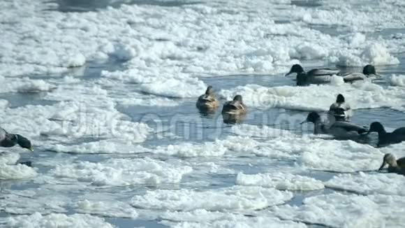 冬天鸭子在雪地里的水面上游泳视频的预览图