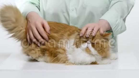 这位妇女梳着波斯品种的一只鲜红色猫浓密蓬松的头发视频的预览图
