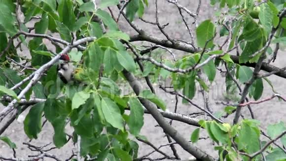 啄木鸟视频的预览图