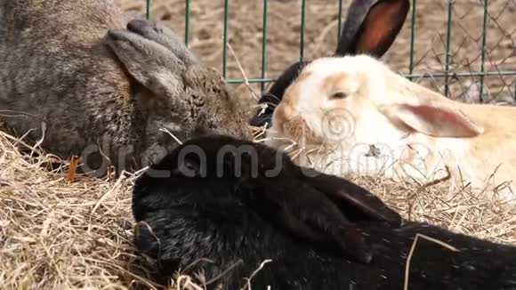 农场里五颜六色的兔子接触动物园的家畜4K视频的预览图