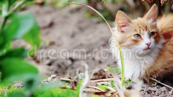 草里的姜猫视频的预览图