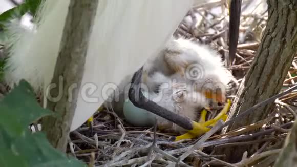 大白鹭与幼雏同巢鸟窝视频的预览图