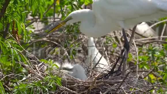 大白鹭与幼雏同巢鸟窝视频的预览图