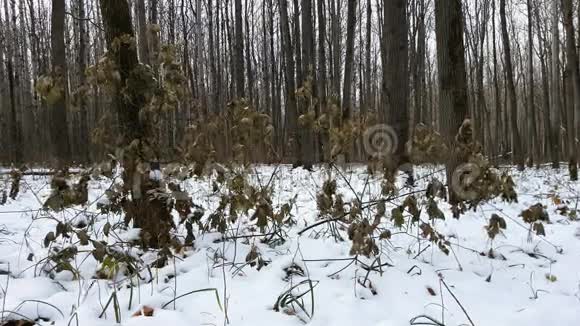 森林里的第一场雪视频的预览图