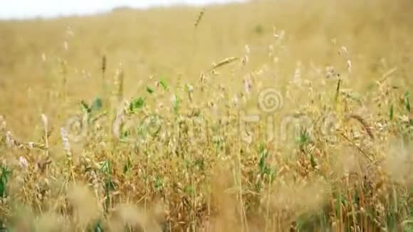 麦田被风抚过自然背景健康理念田间熟麦风浪视频的预览图
