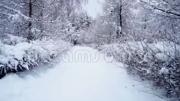 森林里的冬天视频的预览图