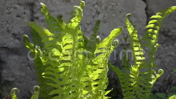 蕨类植物生长在花园的墙边视频的预览图